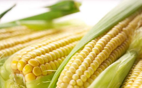 新玉米上市价格走势会怎样？