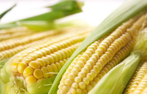 今年玉米产量令人担忧，走货疲软，购销仍是低迷？