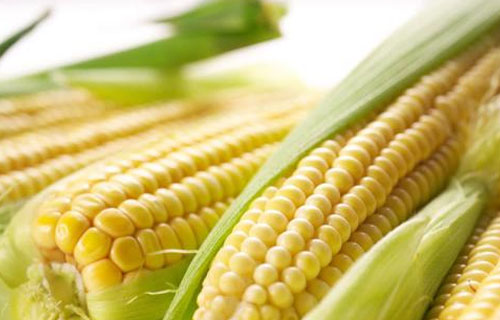 玉米“1元”时代就要结束了？