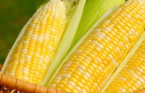 玉米“1元”时代就要结束了？