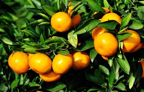 多吃柑橘类水果，可以预防乳腺癌！