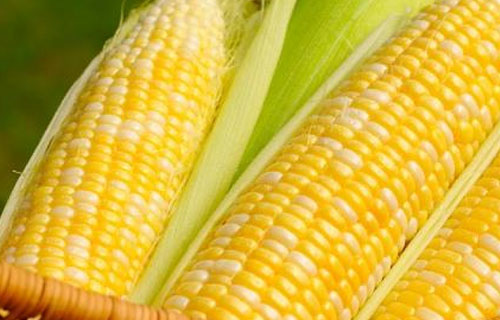玉米市场信心不足价格稳中有跌