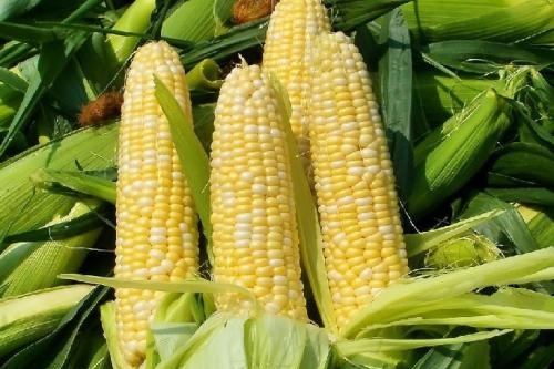 新季玉米价格或下跌！？