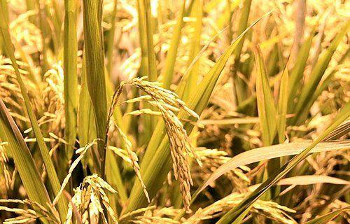 水稻要补贴？还是要涨粮价？