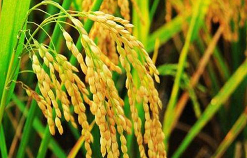 水稻要补贴？还是要涨粮价？