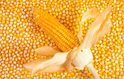 今年新玉米的价格会不会涨？