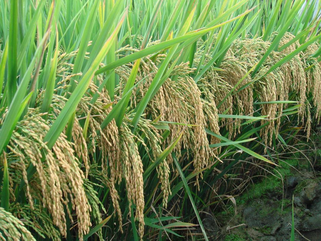早稻收购结束，价格将趋于稳定！