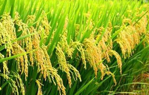 水稻抗内涝防低温的指导意见