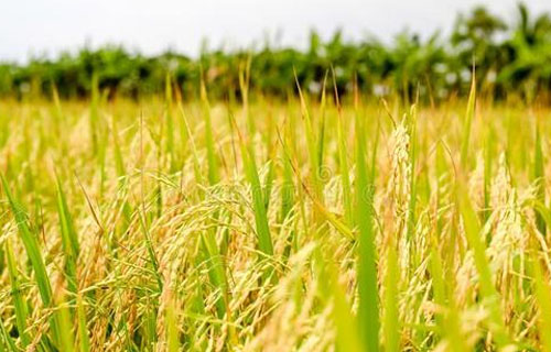 新水稻上市，水稻价格会大涨么？