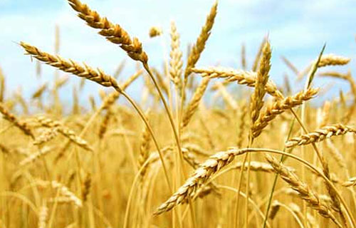 小麦后期价格会涨吗？