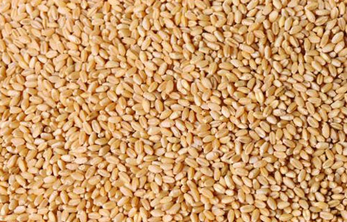 小麦后期价格会涨吗？