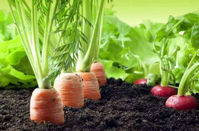 秋季养肺可生吃蔬菜！