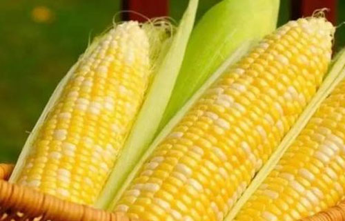 玉麦米三大主粮，下半年行情怎样？
