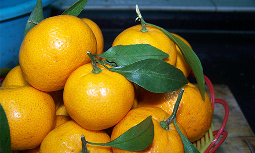 秋季一天吃多少橘子最养生！