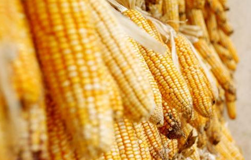玉米价格行情分析及预测