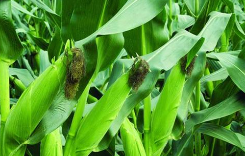 玉米市场将会经历四大阶段