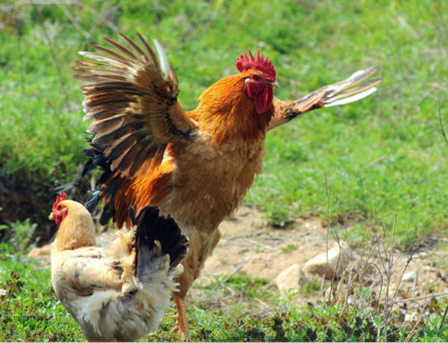 鸡价持续高位运行，鸡产业链引起关注