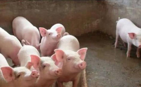 生猪价格连续13周下降 大体每公斤下降了12块钱