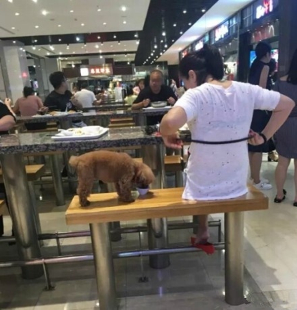 女子用公共餐具喂狗，被网友谴责