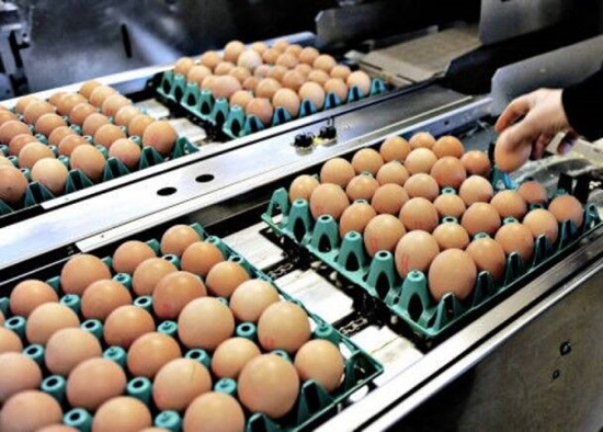 欧洲毒鸡蛋泛滥，部分已被吃进肚
